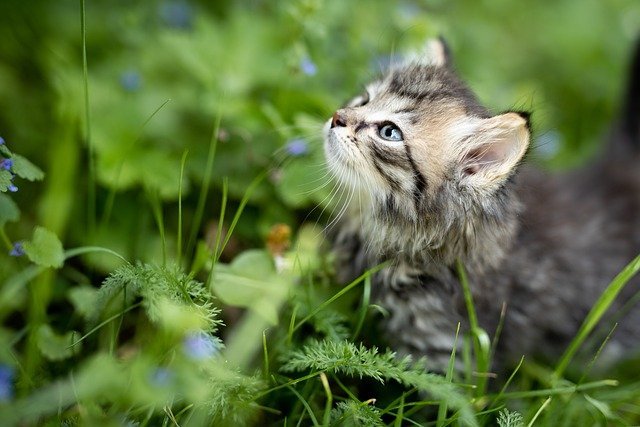 How To Clear Your Lawn Of Pesky Weeds